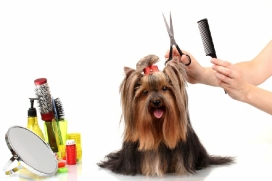 dog-grooming-image-680w